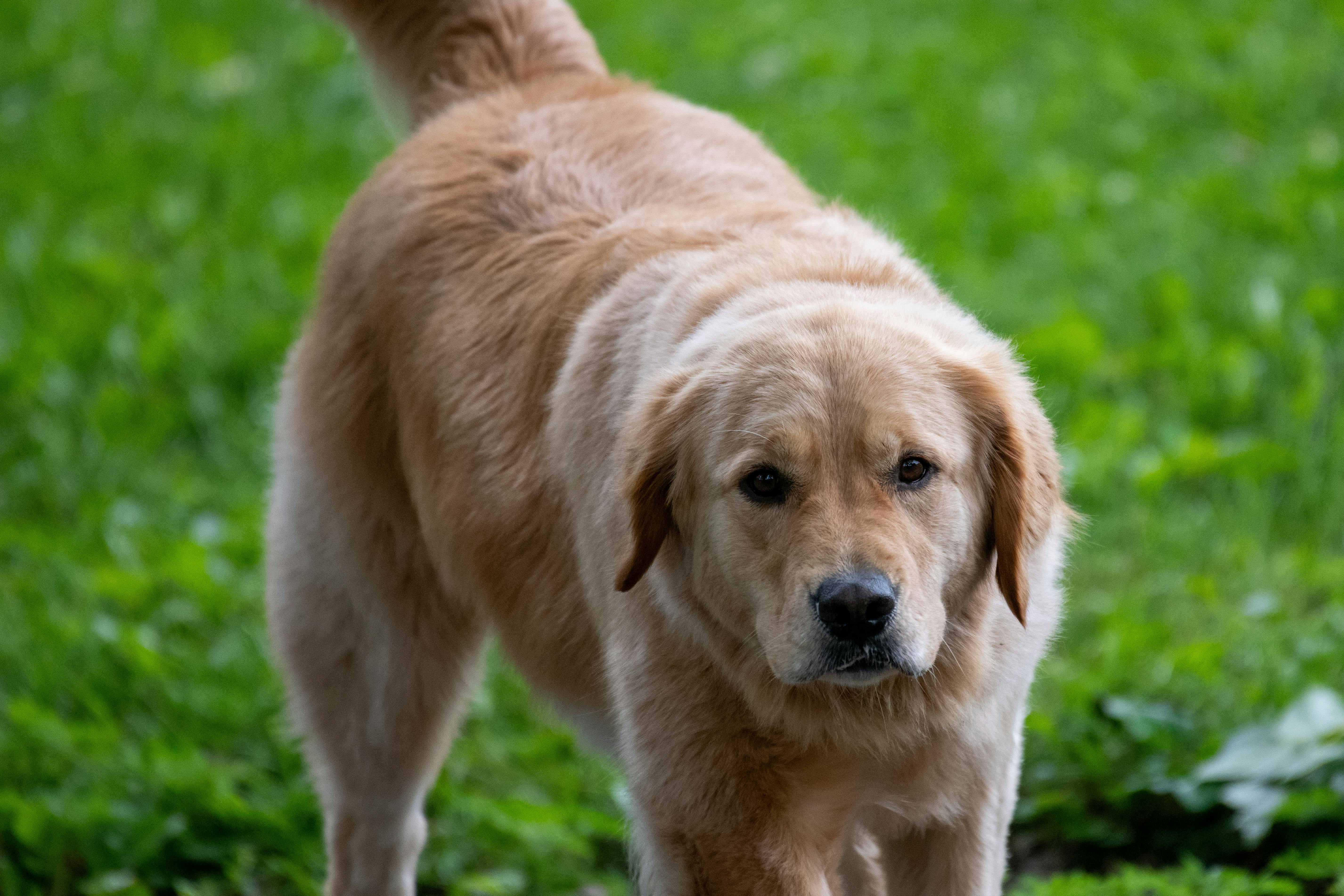 A peaceful golden retriever standing outdoors on a lush grassy field.