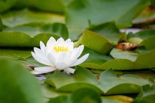 Free A stunning white lotus flower blooming amid vibrant green lily pads on a tranquil lake. Stock Photo