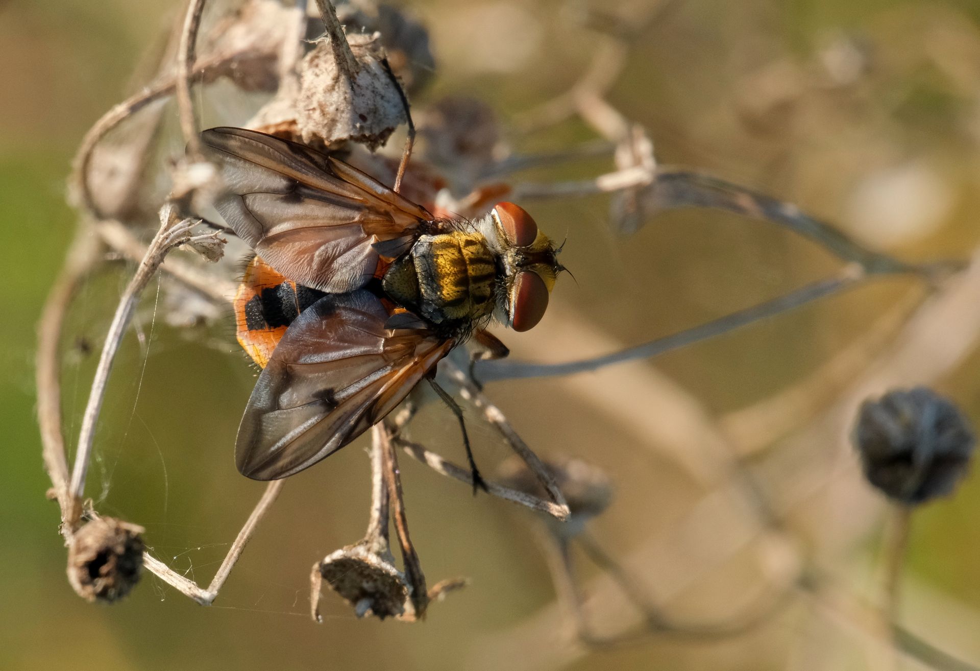 Macro shot of a parasitic fly perching on dry plant stems in nature.