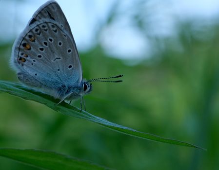 Detailed macro shot of a Common Blue butterfly resting on a green leaf.
