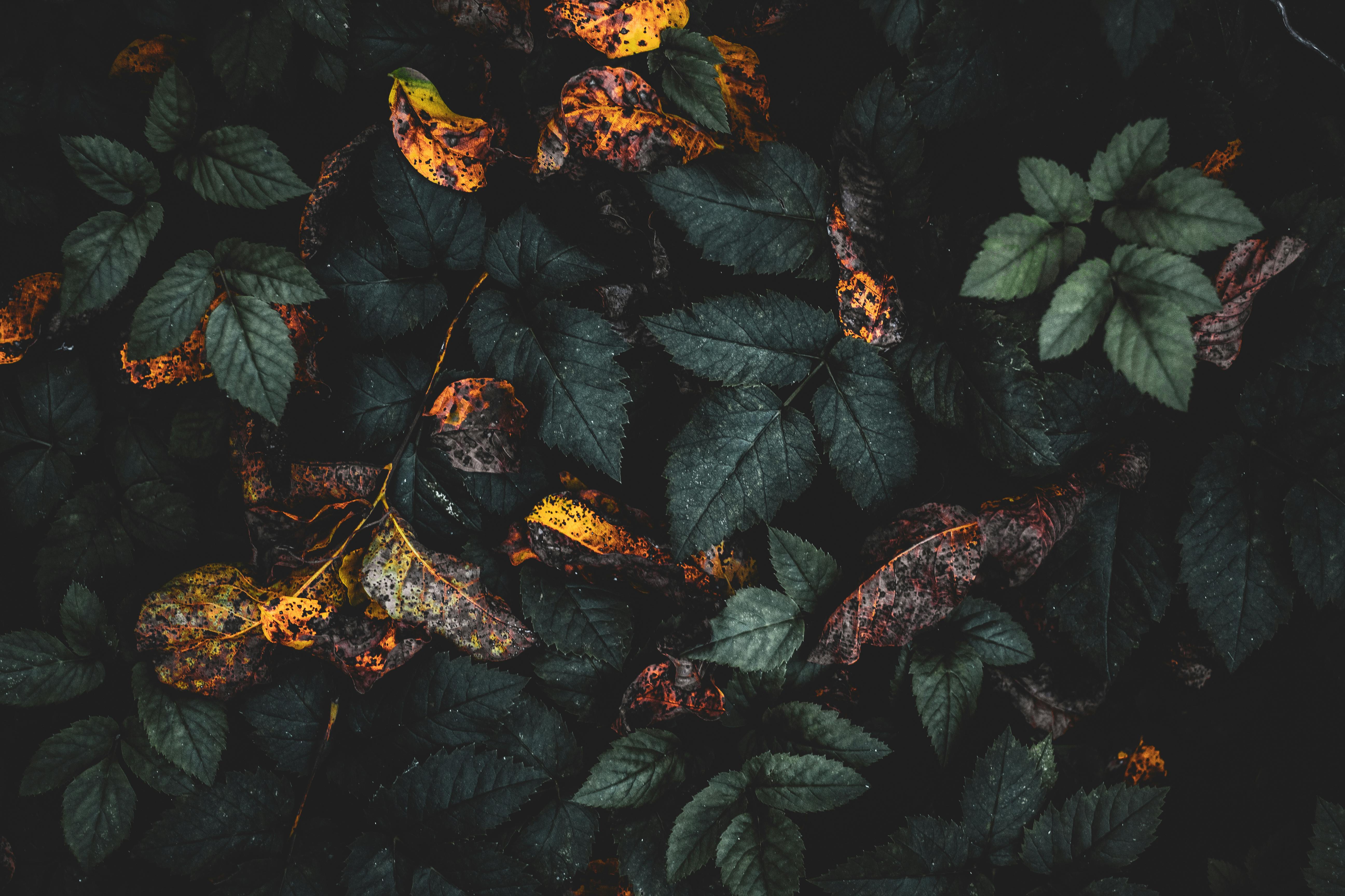 深绿色的叶子，呈现出一种喜怒无常的自然质感