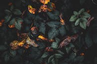 深绿色的叶子，呈现出一种喜怒无常的自然质感