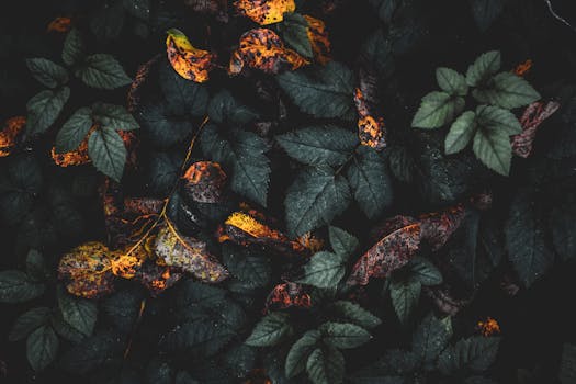 深绿色的叶子，呈现出一种喜怒无常的自然质感