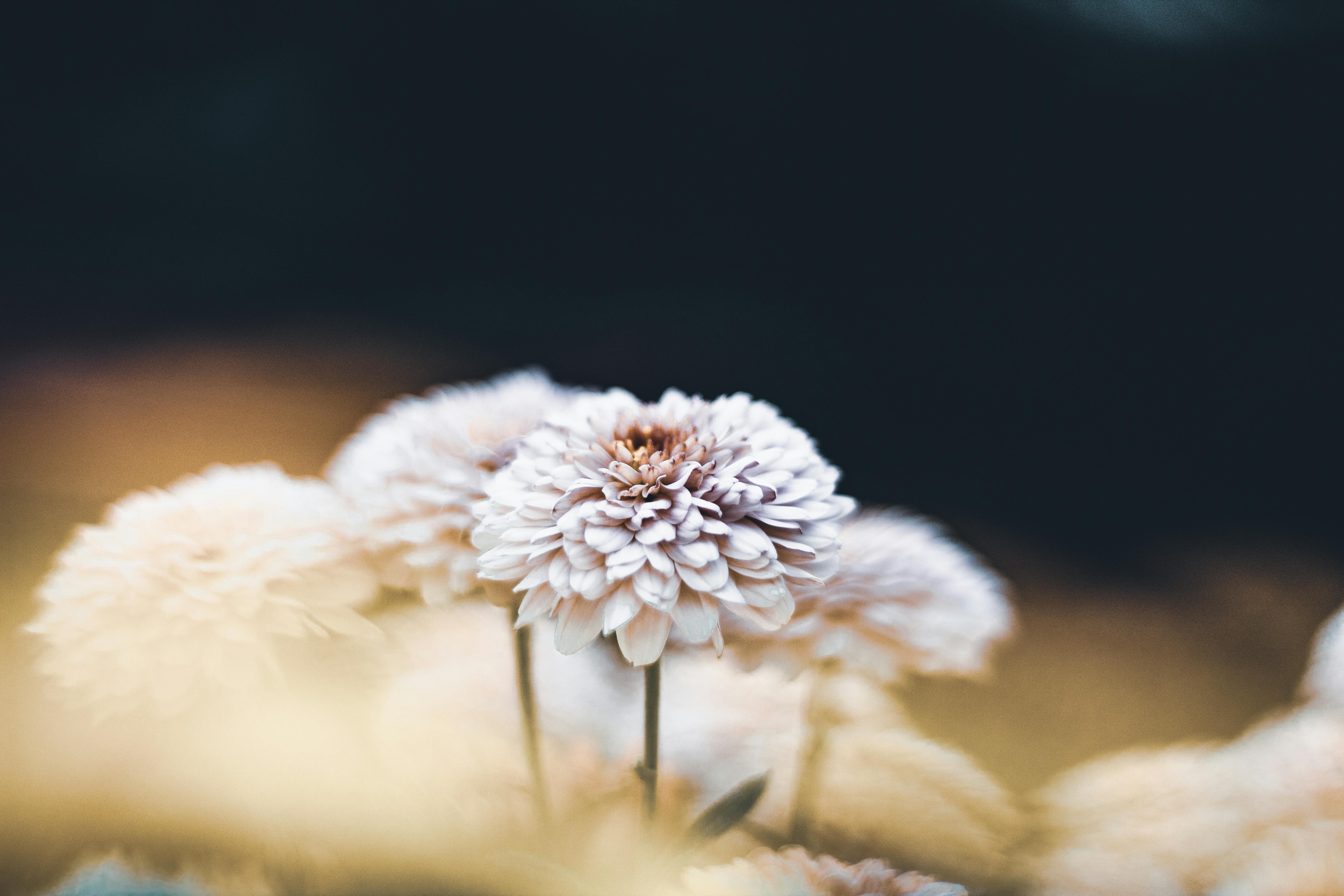 柔和的焦点对准户外盛开的白花，捕捉到宁静平和的氛围