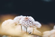 柔和的焦点对准户外盛开的白花，捕捉到宁静平和的氛围