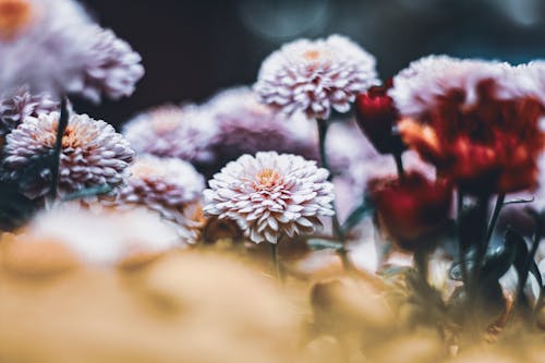 Purple Petaled Flowers