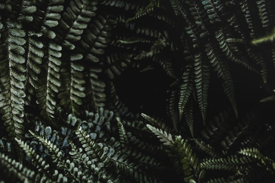 Dark green fern fronds — photo by Henrik Verle on Pexels