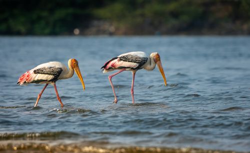 Free Two painted storks wading in the serene waters of Chennai, Tamil Nadu, India. Stock Photo