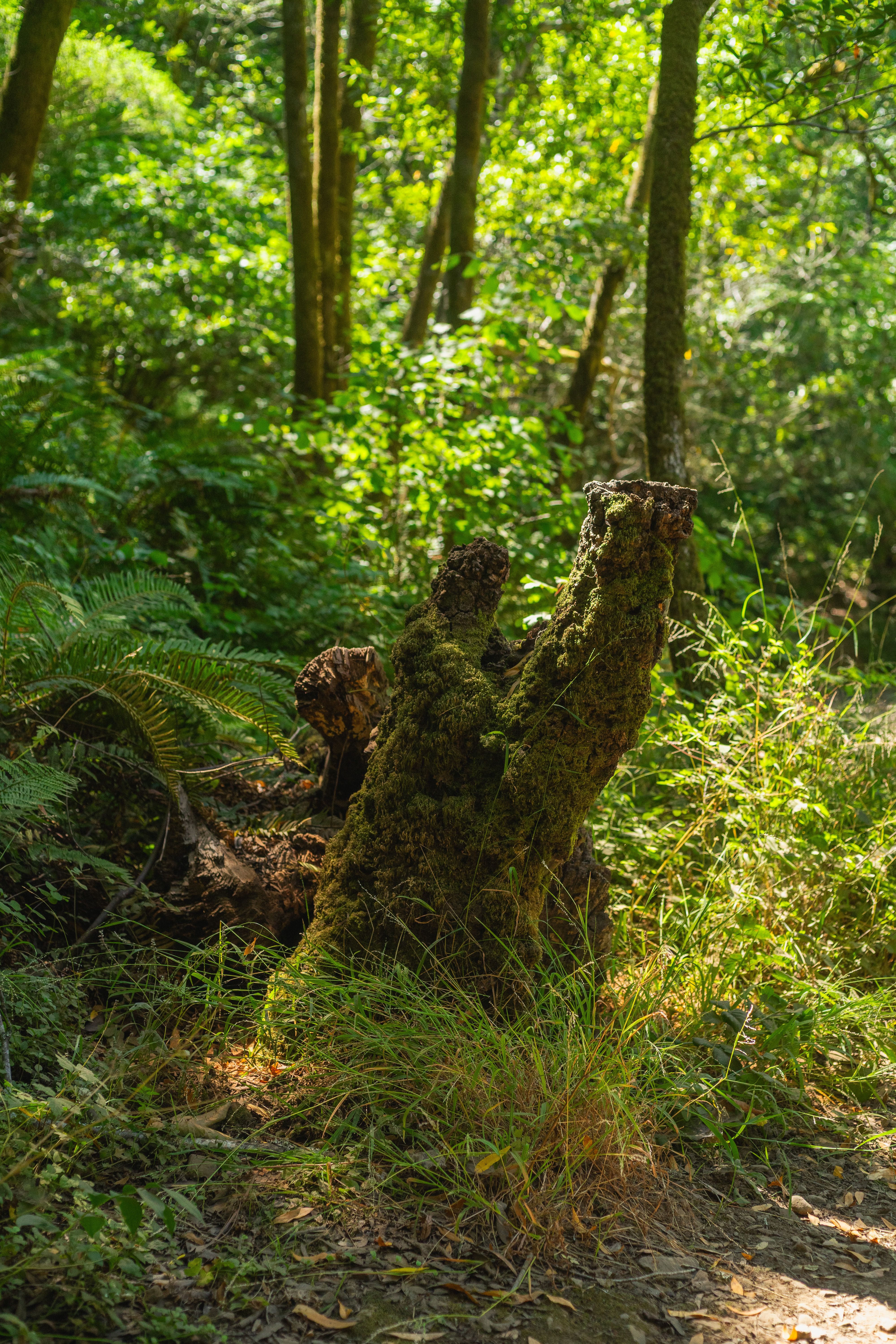 Mossy Tree Stump in Sunlit Forest · Free Stock Photo