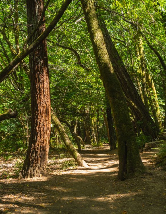 Serene Sunlit Forest Path Through Old Growth Trees · Free Stock Photo