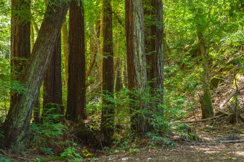 Free Peaceful forest featuring towering redwood trees and lush greenery. Stock Photo