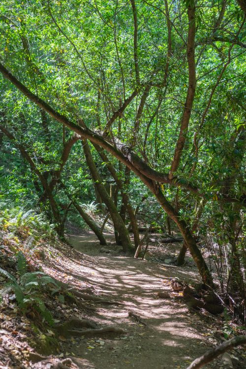Free A tranquil forest trail surrounded by lush green trees in sunlight. Stock Photo