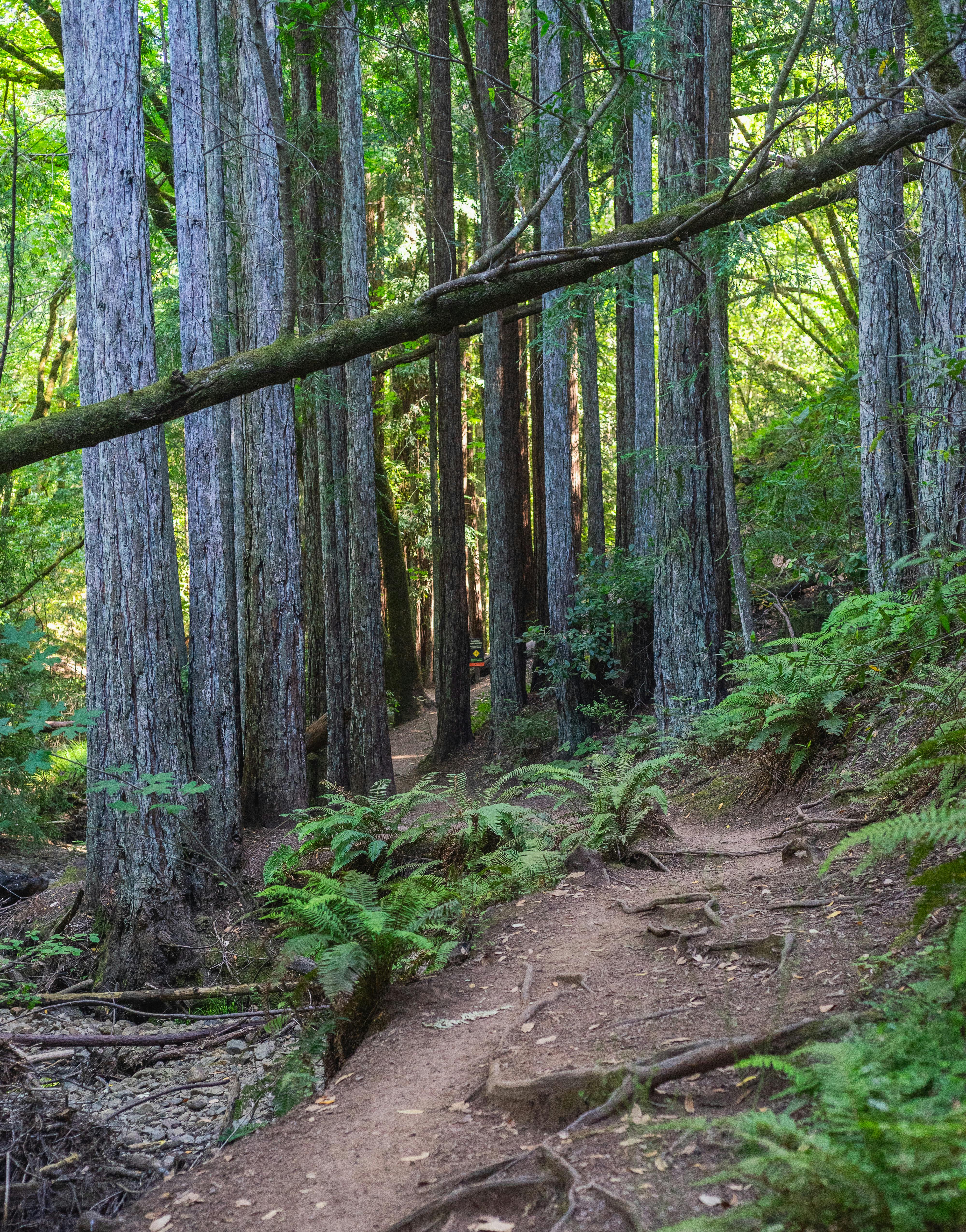 A tranquil dirt pathway winds through majestic redwoods in a lush, green forest setting.