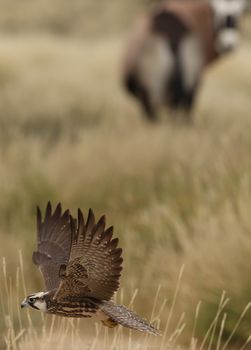 A lanner falcon majestically soars over the grasslands at Kgalagadi Transfrontier Park.