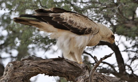 Close-up of a tawny eagle perched on a tree branch in Kgalagadi Transfrontier Park.