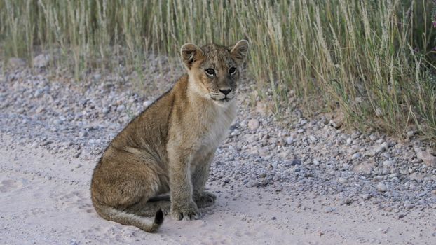 A young lion cub sits on a gravel path surrounded by grass in the wild, showcasing its natural habitat.