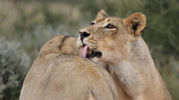 Two African lions interact in a natural setting, showcasing their bond and natural behavior.