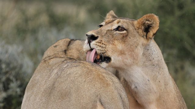 Animal welfare and rights in South Africa protected