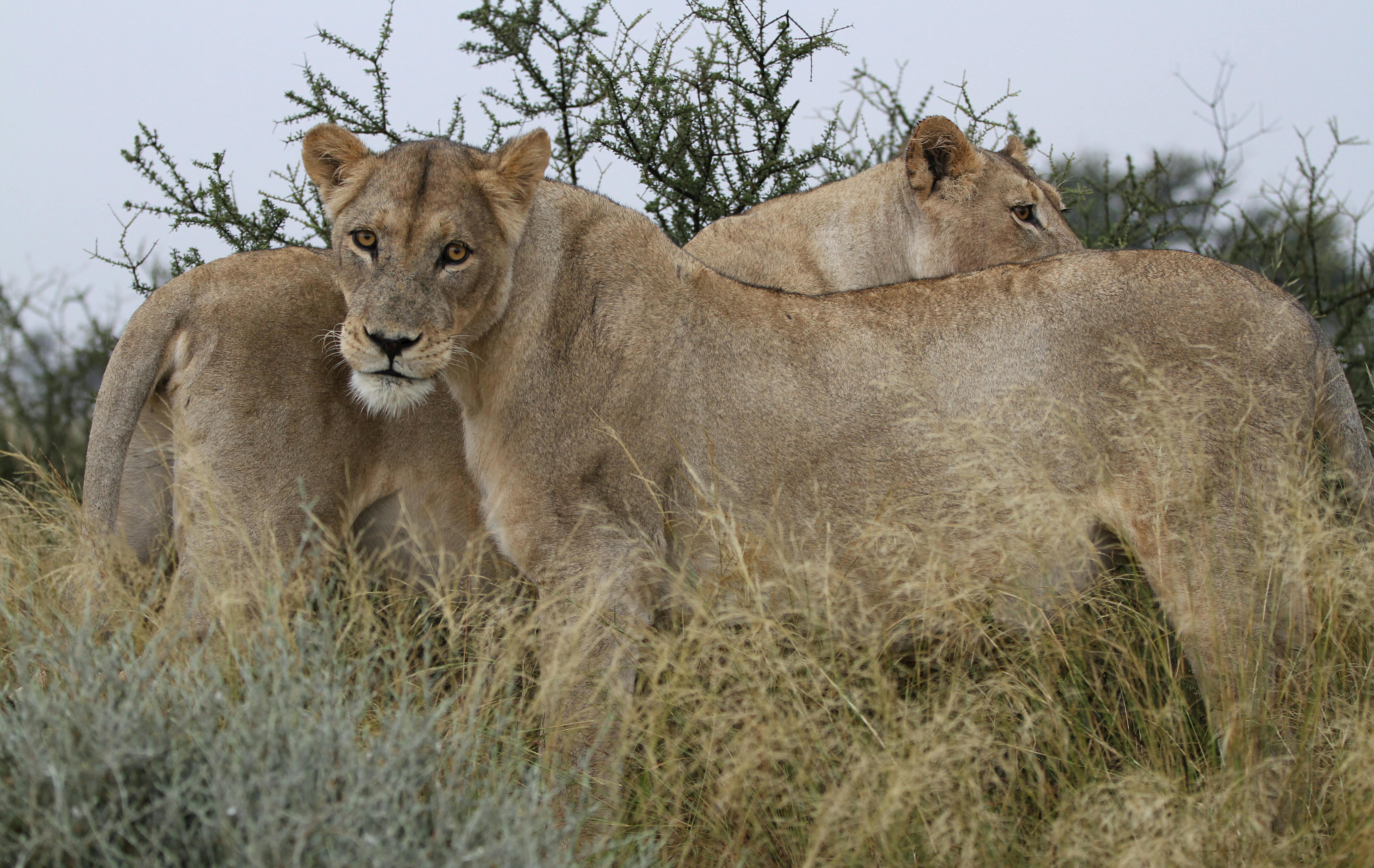 Darlington Lions fund life-saving prostate cancer tests for men — Photo by Derek Keats on Pexels