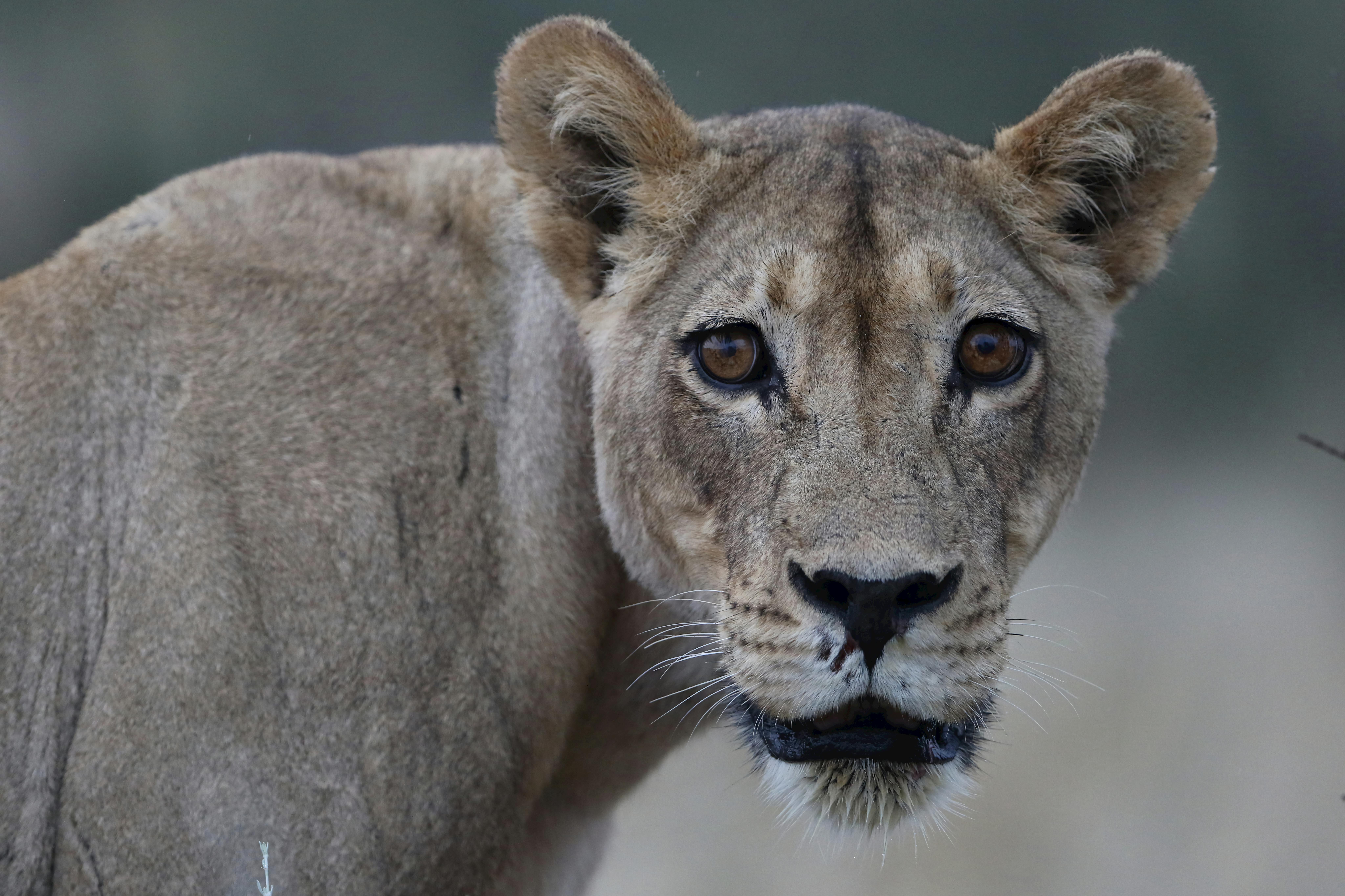 Understanding the Big Five Wildlife: Nature's Iconic Mammals