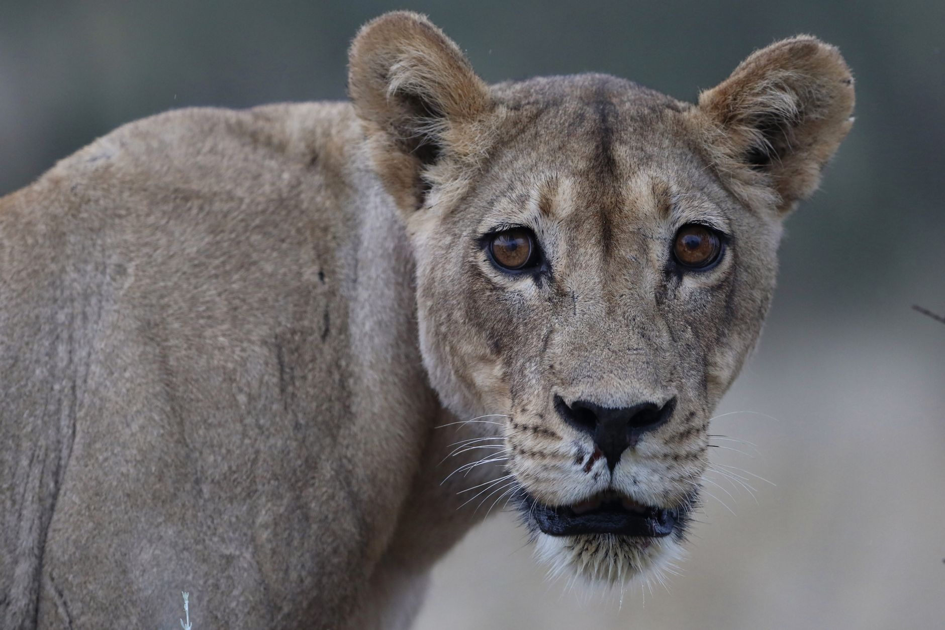 Close-up of an African lioness in a wildlife reserve, showcasing the beauty and intensity of big cats.