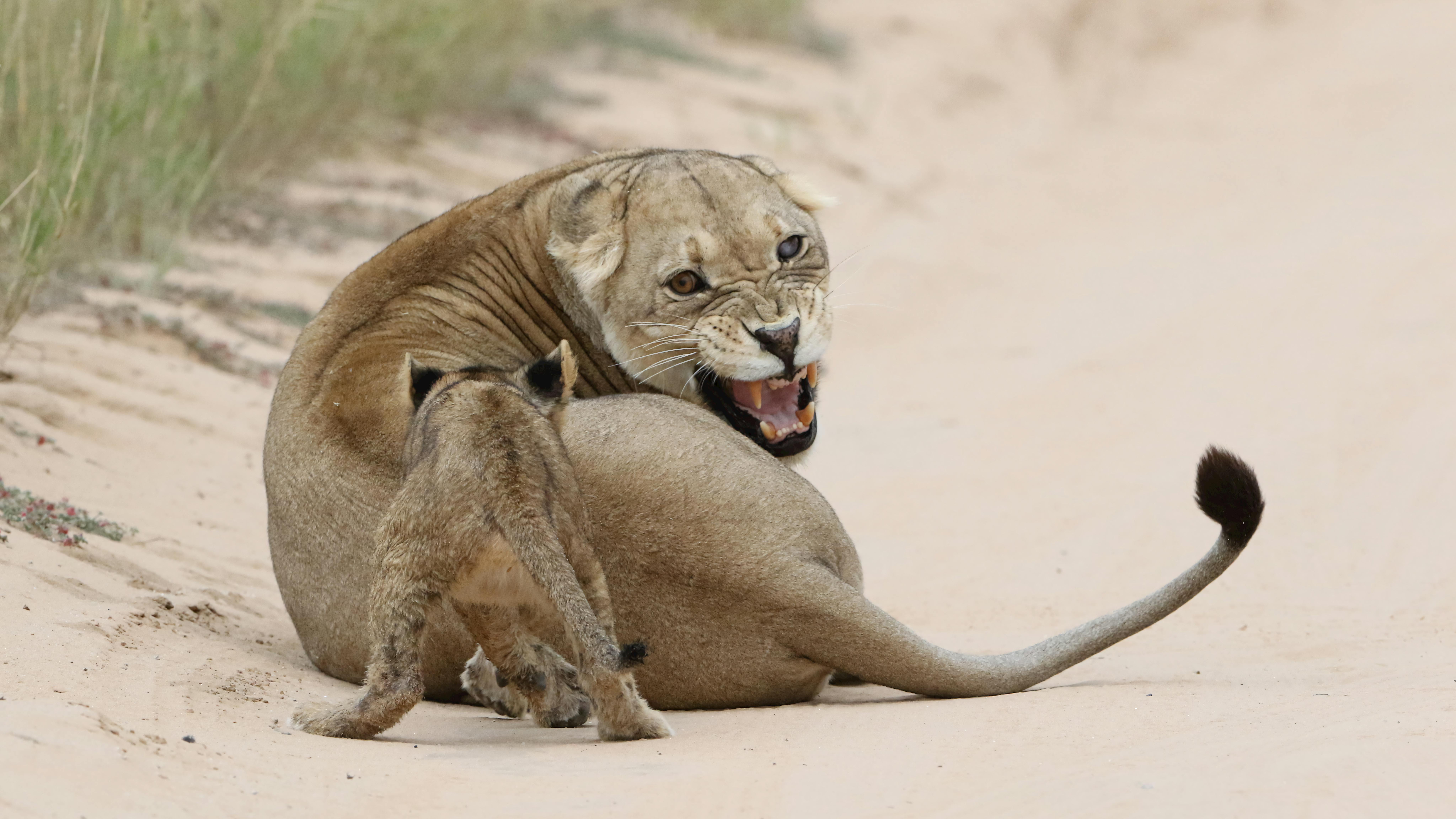 A protective lioness snarling with her cub on a dirt road in the African savannah.
