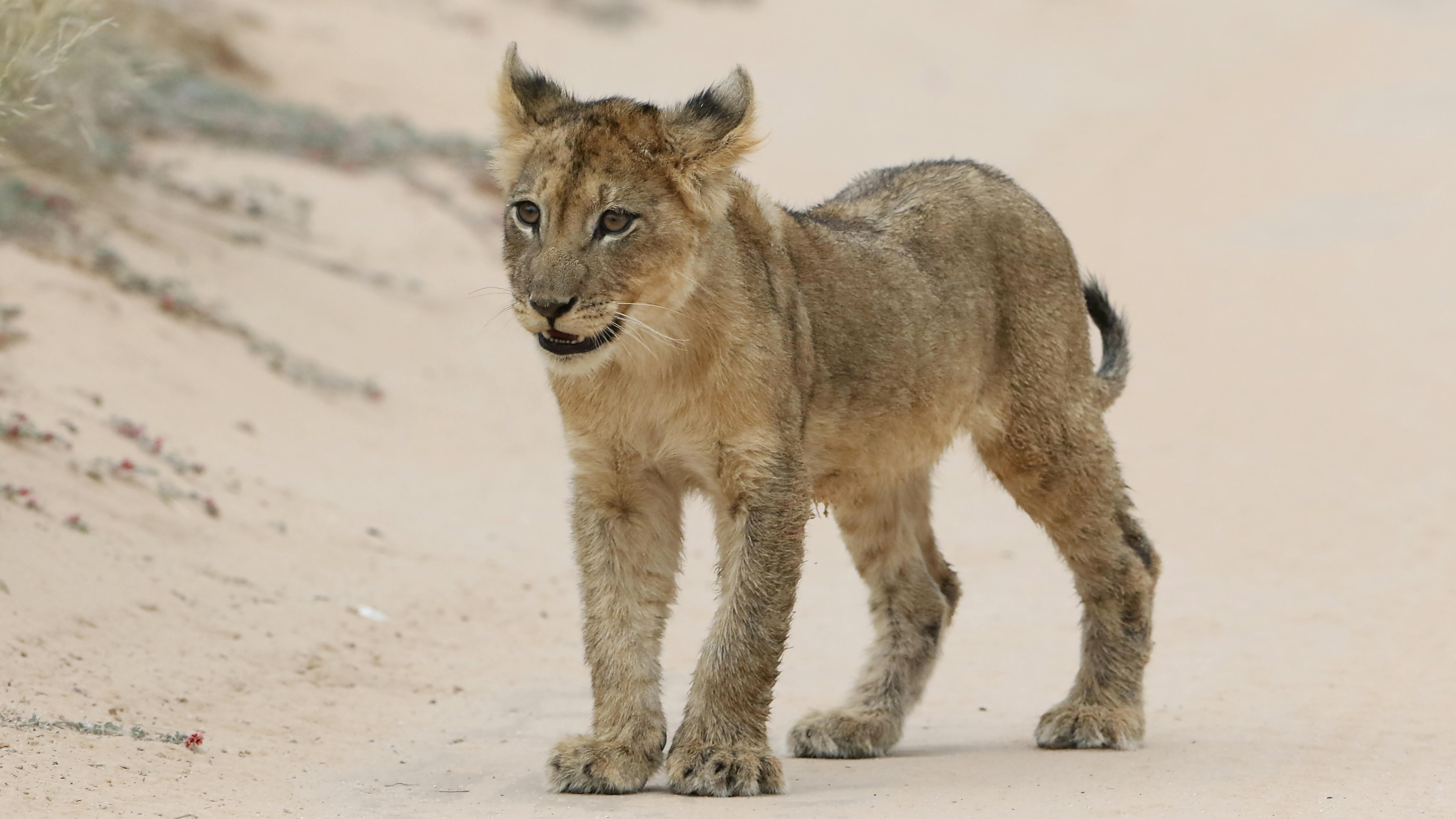 Kgalagadi Transfrontier Park, Botswana - travel photo