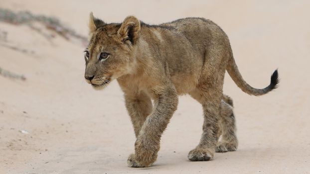 Portrait of a young African lion cub walking in the wild on a sandy path.