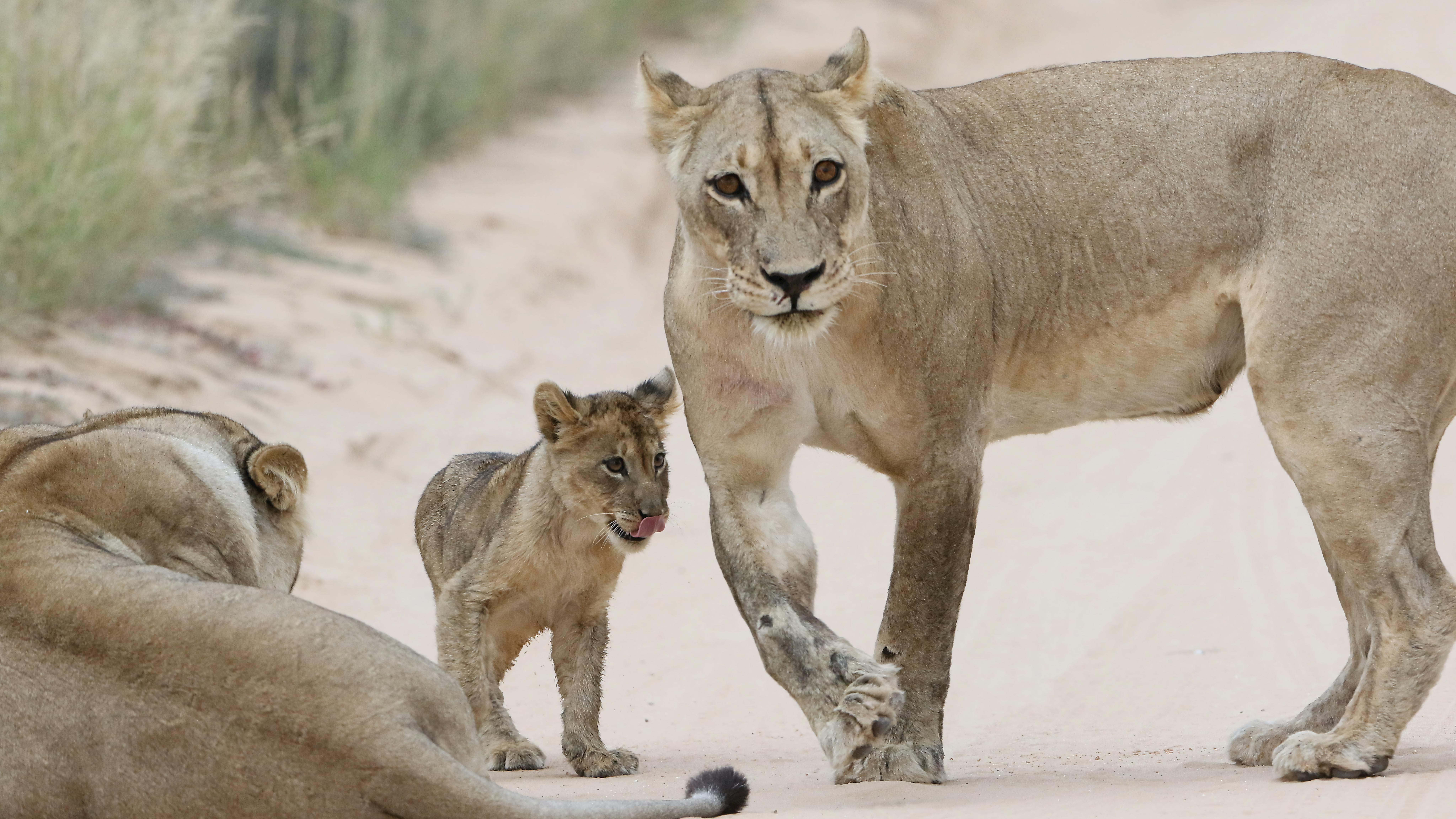 The African Lion Roars In Real Time: Exercise African Lion 2026, Morocco’s Strategic Centrality, And The Geopolitics Of A Fra