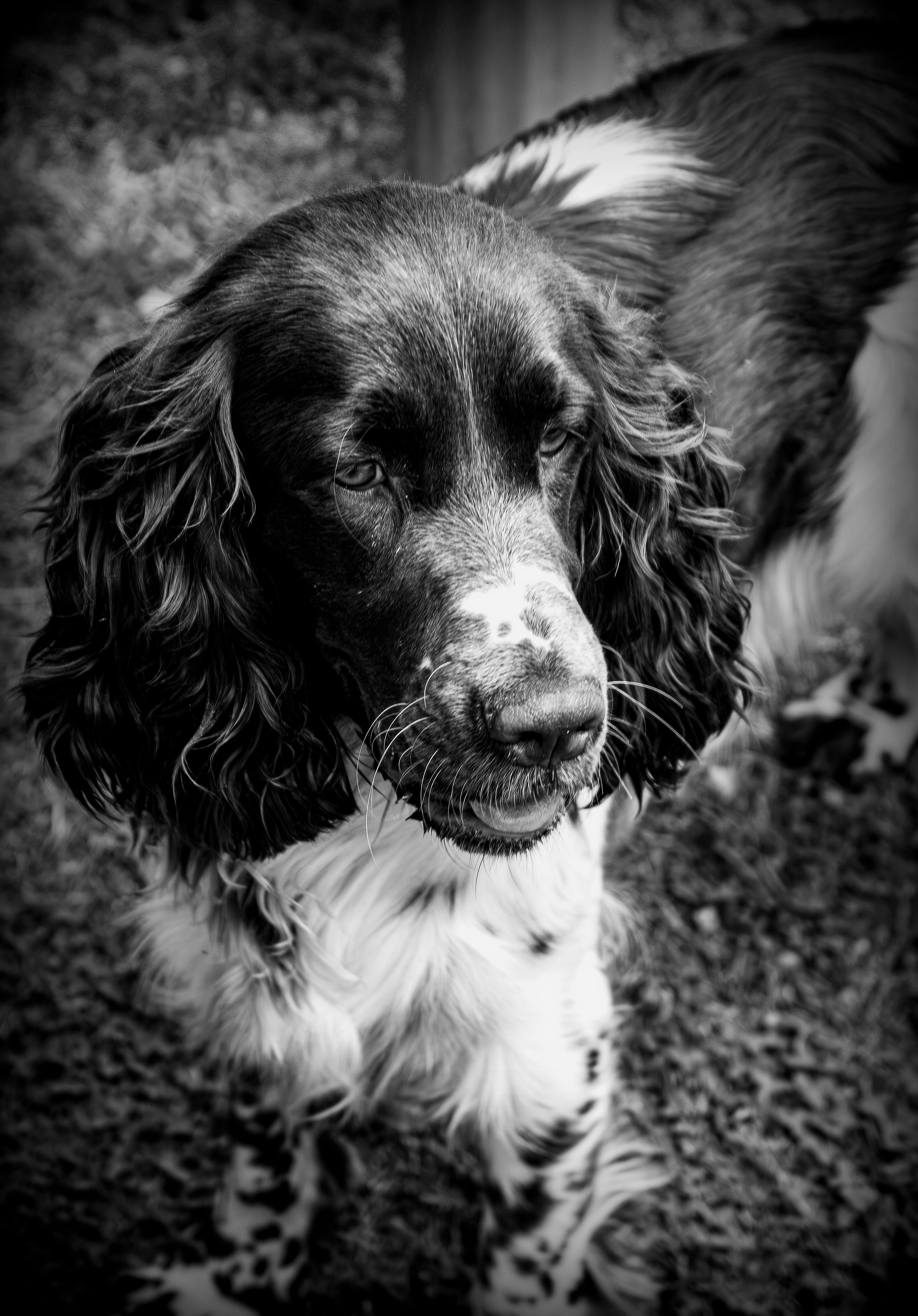 Captivating black and white portrait of an English Springer Spaniel dog with a thoughtful expression.
