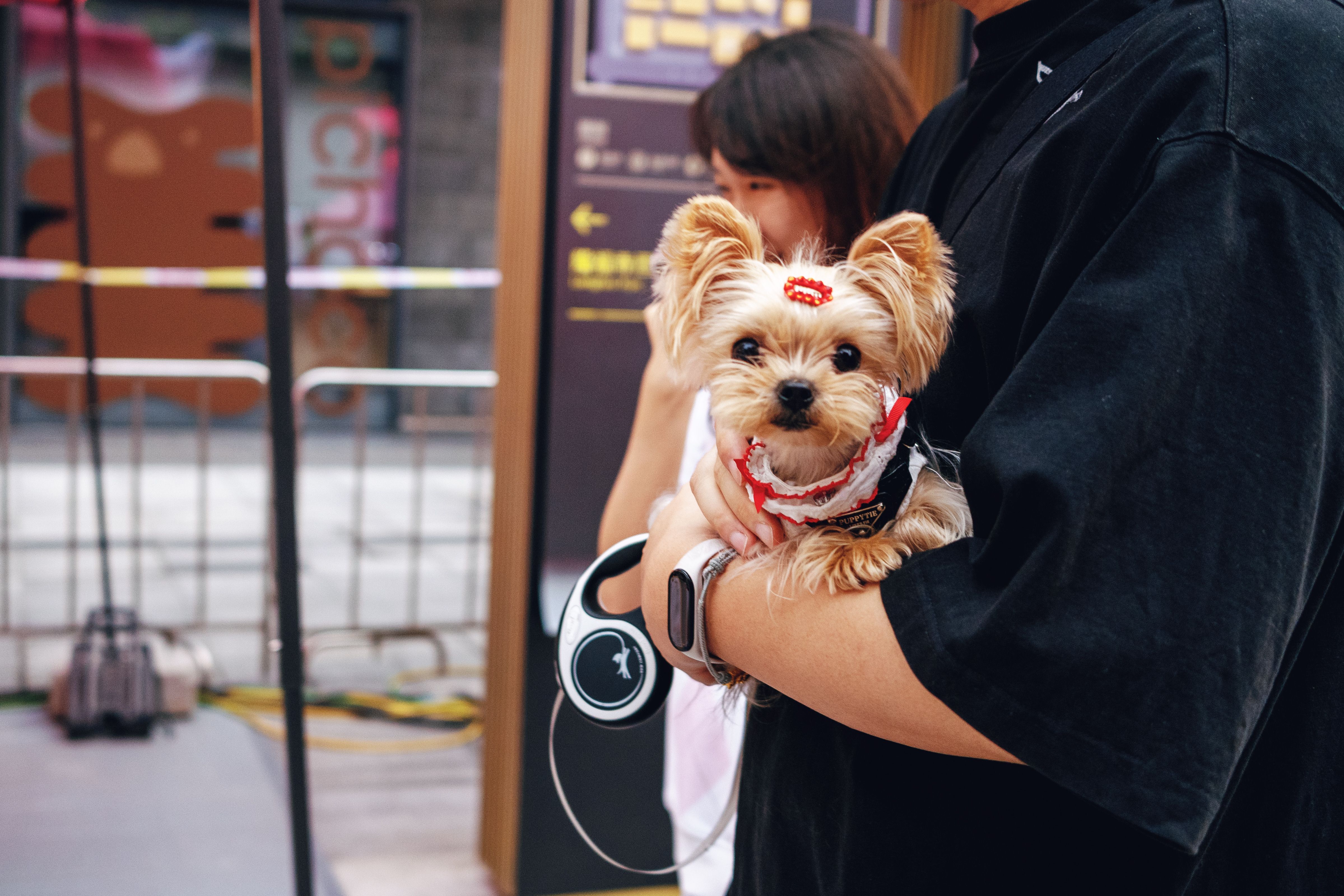 Free Cute Yorkshire Terrier being held in bustling Beijing street. Perfect shot of urban lifestyle. Stock Photo