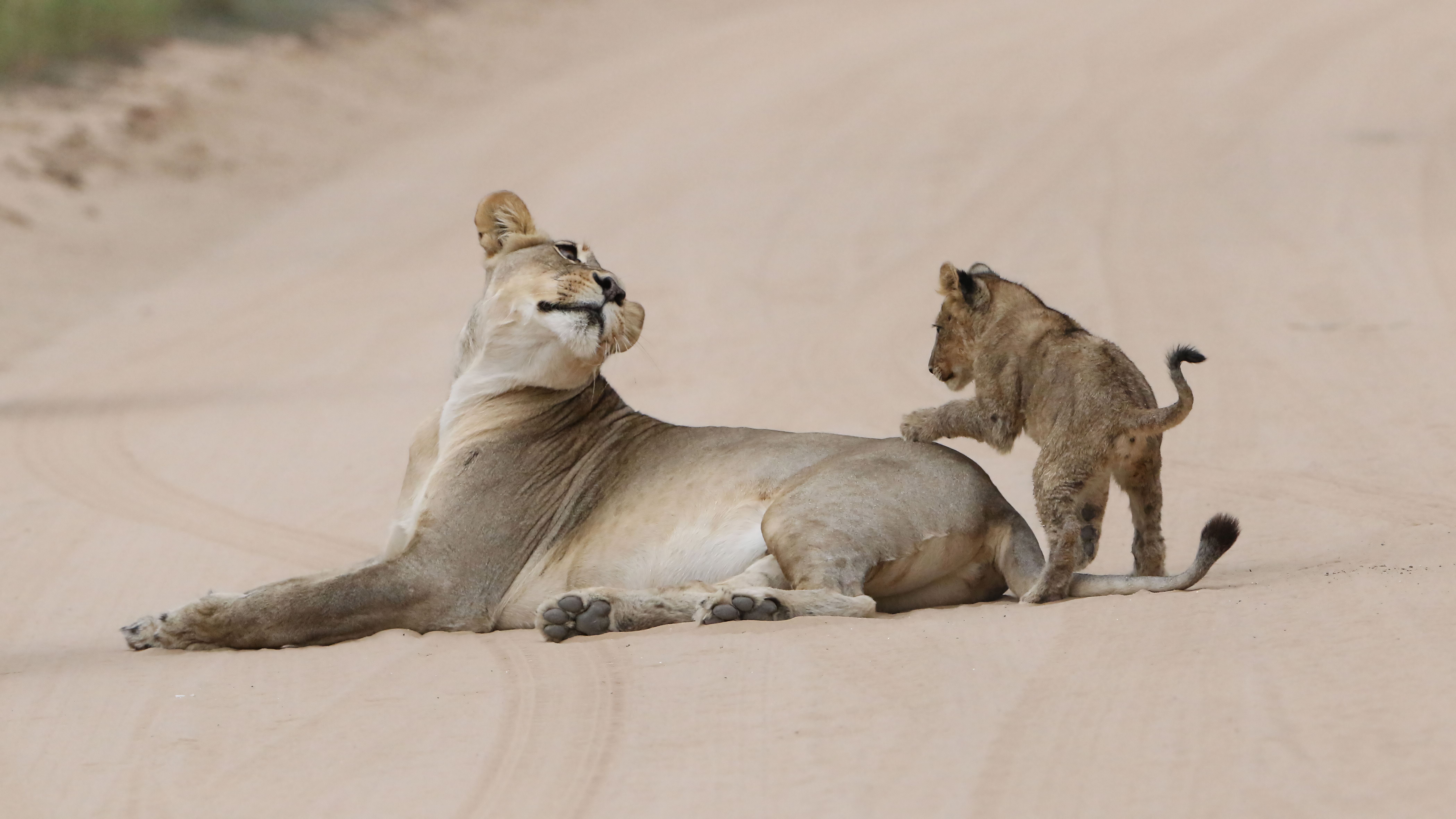 Central Kalahari