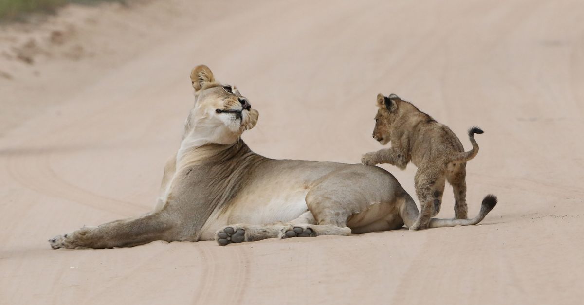 Central Kalahari