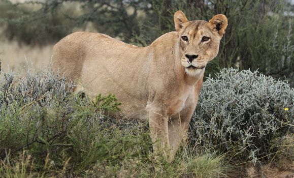 Samburu remote camp game walks — Kenya Safari