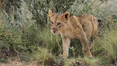 Free A young lion cub exploring its natural savanna habitat among grasses and shrubs. Stock Photo