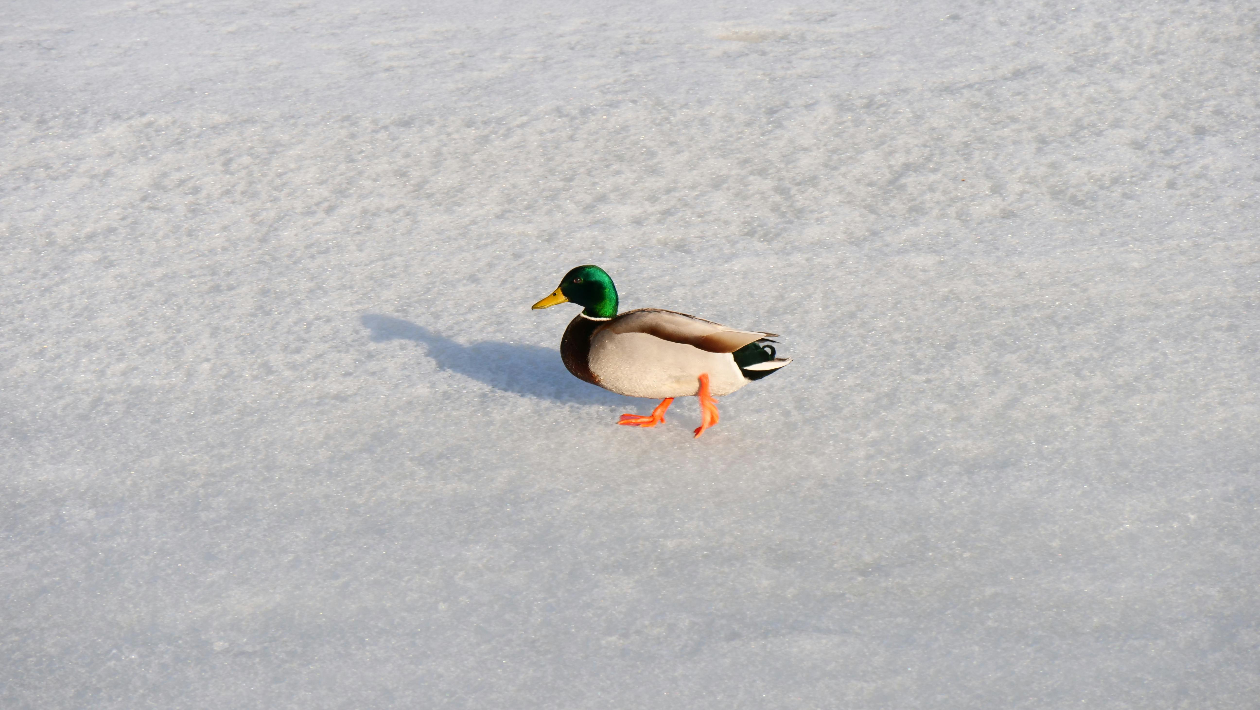 2012 Review of Drake Software — Drake Tax — Photo by Jack And Matt Photography on Pexels