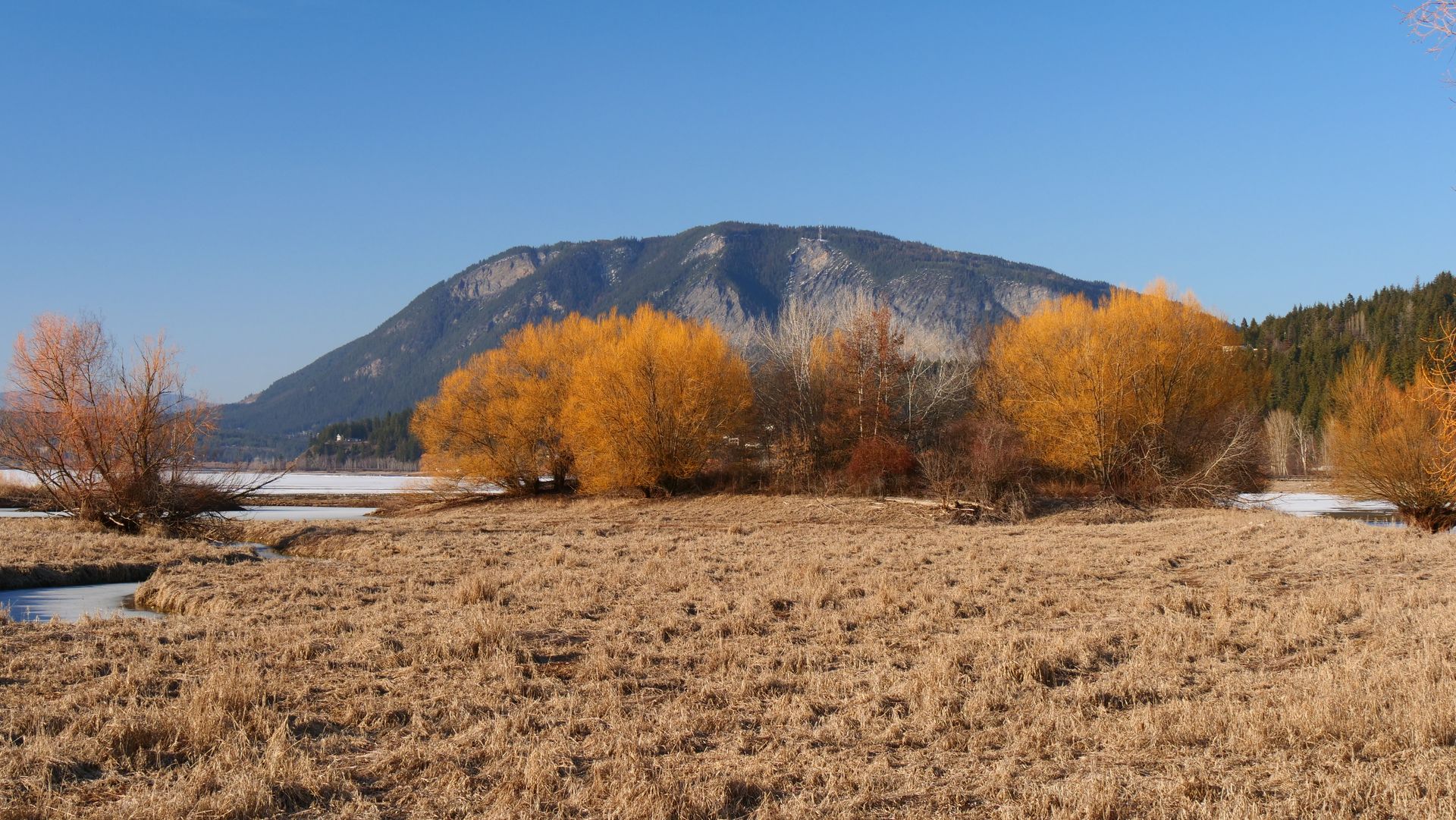 Tranquil landscape of yellow weeping willows by a lake with mountains in the background.