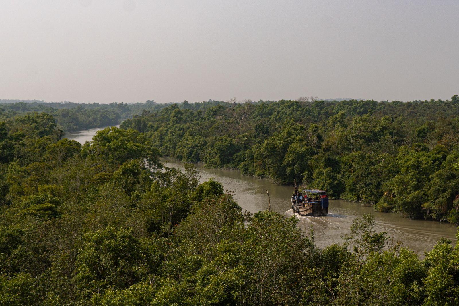 Boat cruising through a green river surrounded by dense mangrove forest