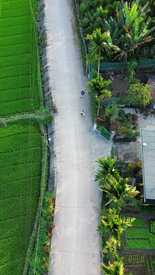 Aerial View of Lush Green Rice Fields in Vietnam · Free Stock Photo