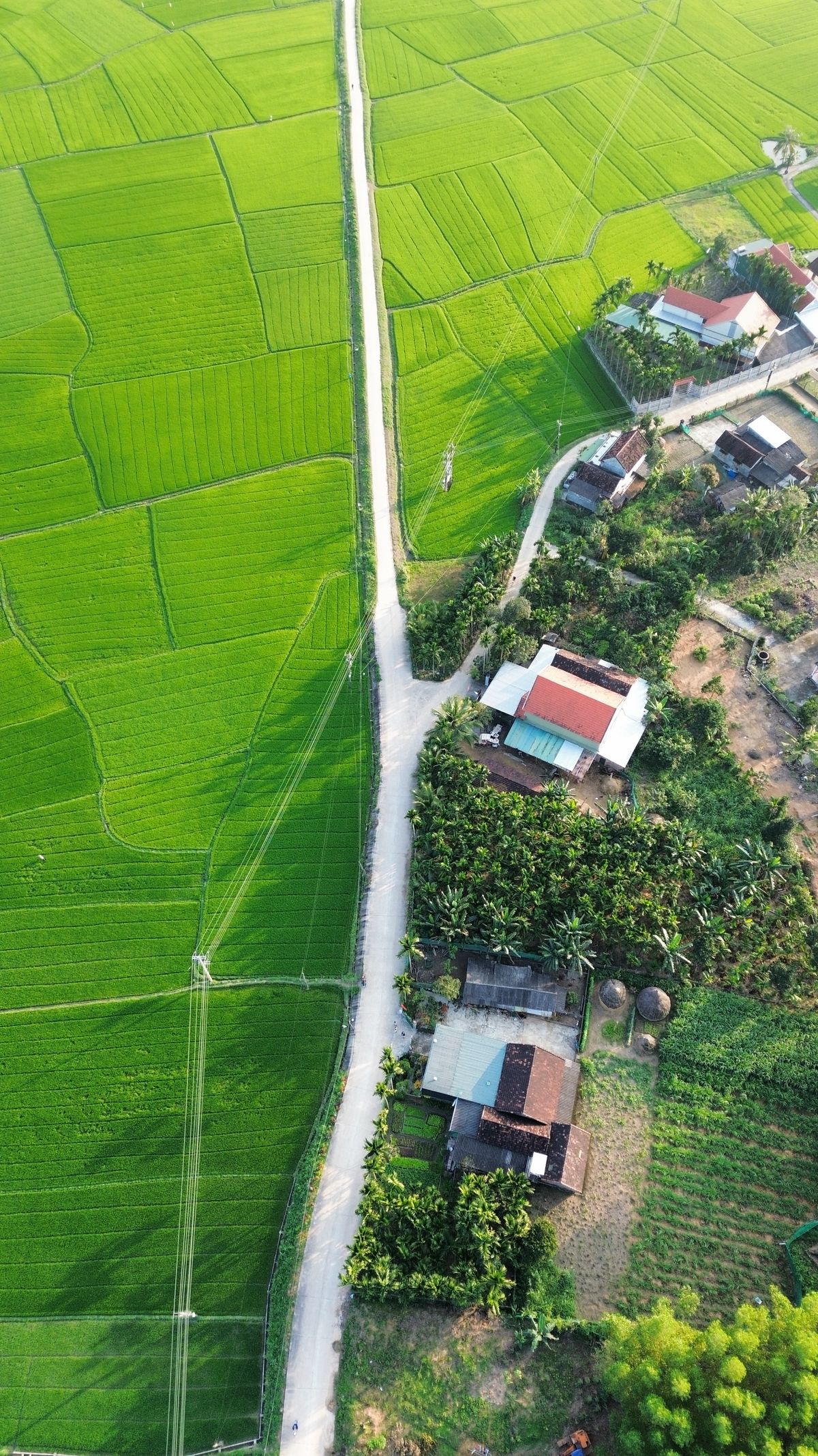 Aerial View of Lush Green Fields and Train in Bangladesh · Free Stock Photo