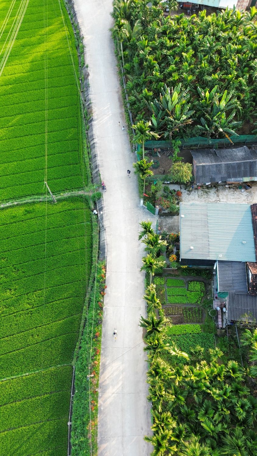 Aerial View of Rural Road and Lush Green Fields · Free Stock Photo