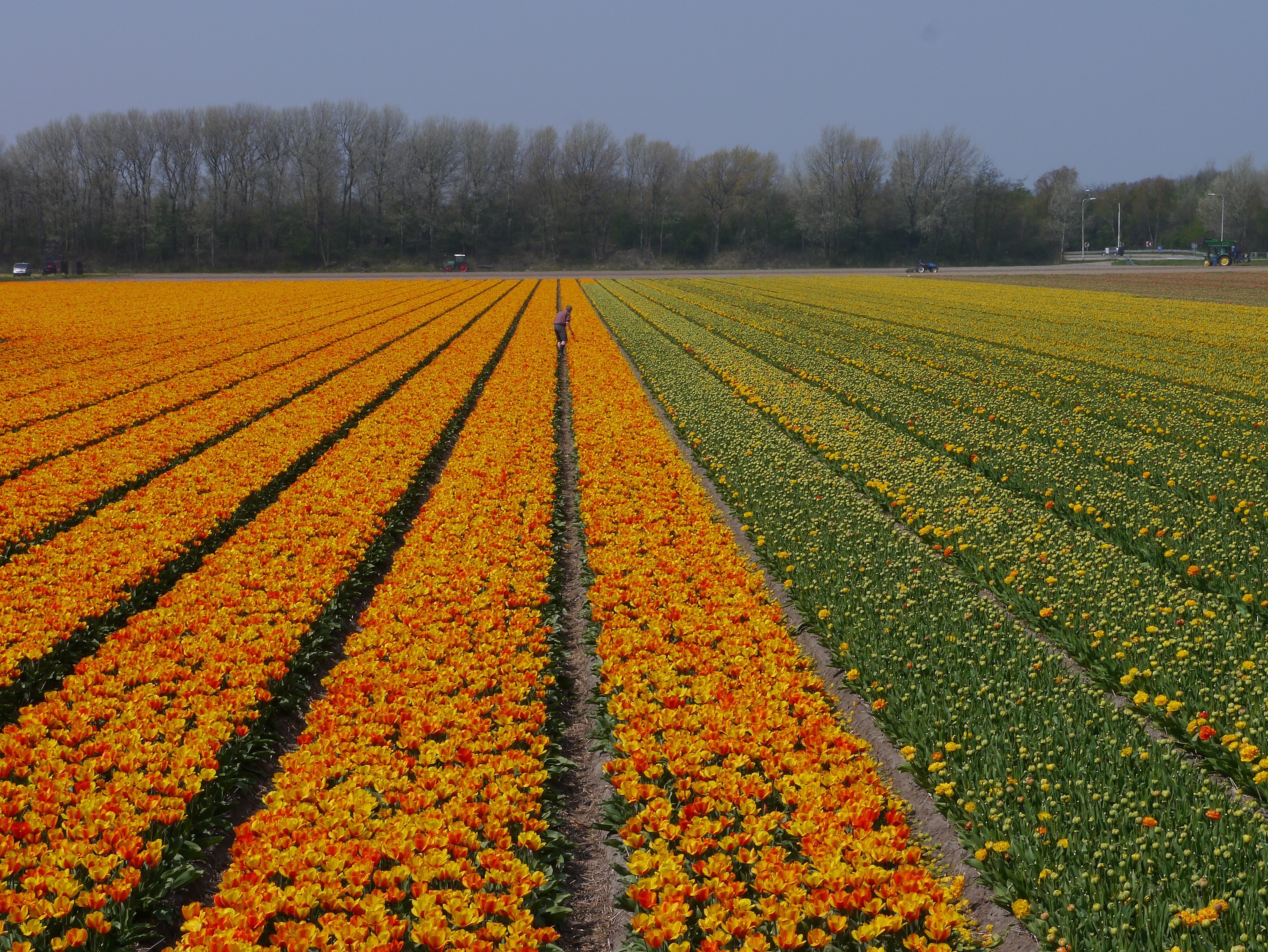 Expansive colorful tulip fields in Zuid-Holland, showcasing Dutch agricultural beauty.