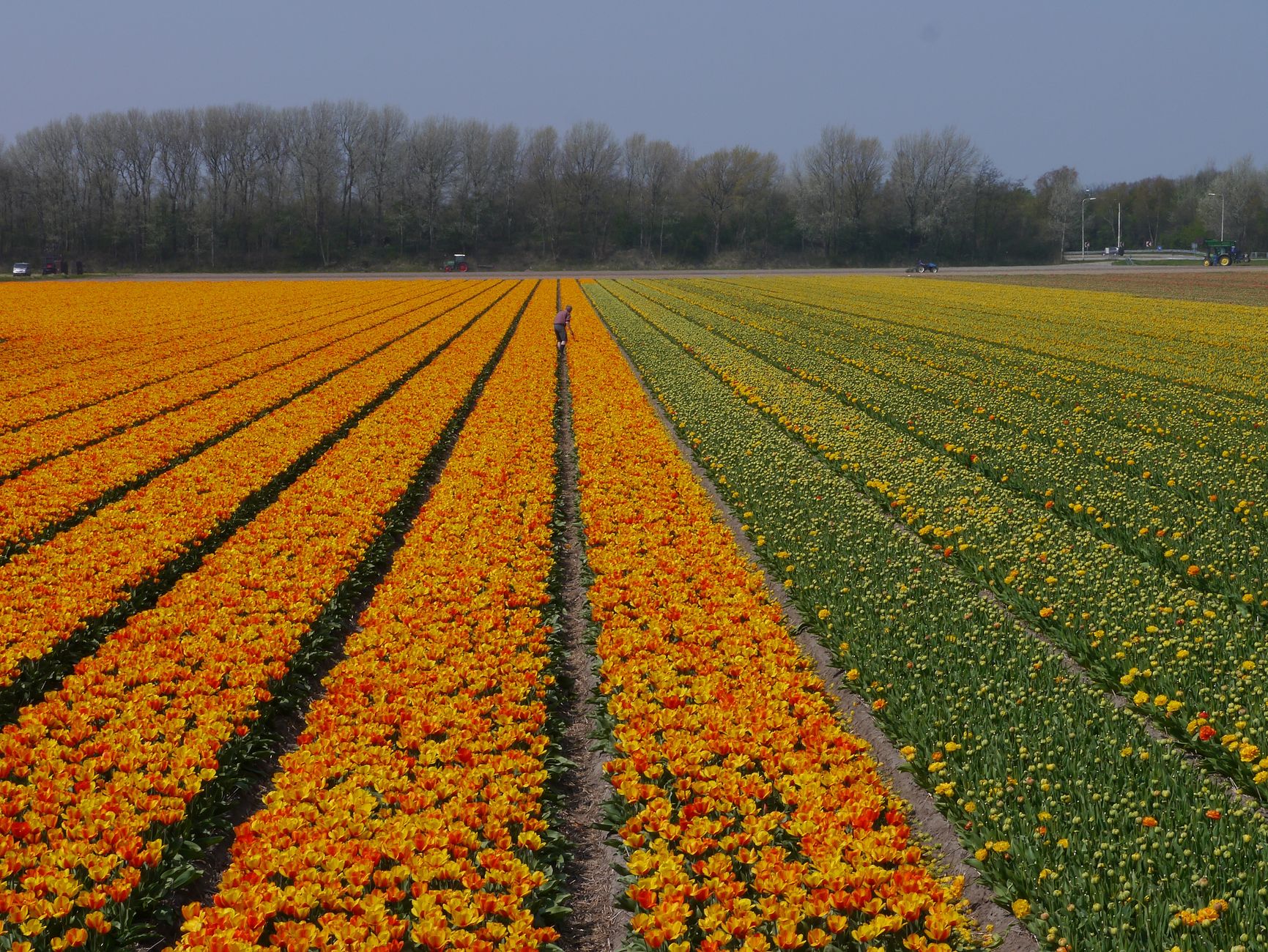 Expansive colorful tulip fields in Zuid-Holland, showcasing Dutch agricultural beauty.
