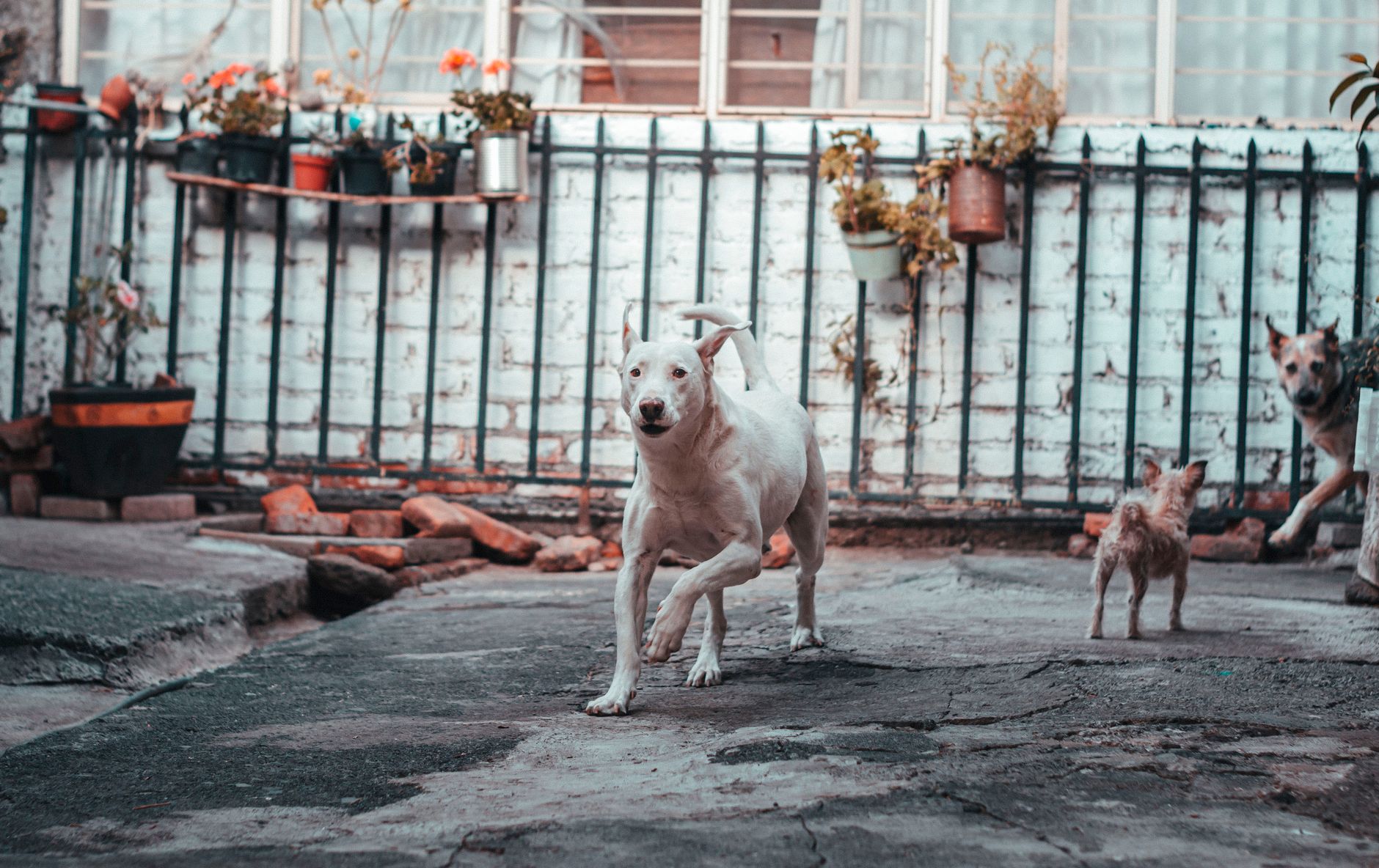 Portrait of a pet at a veterinary clinic