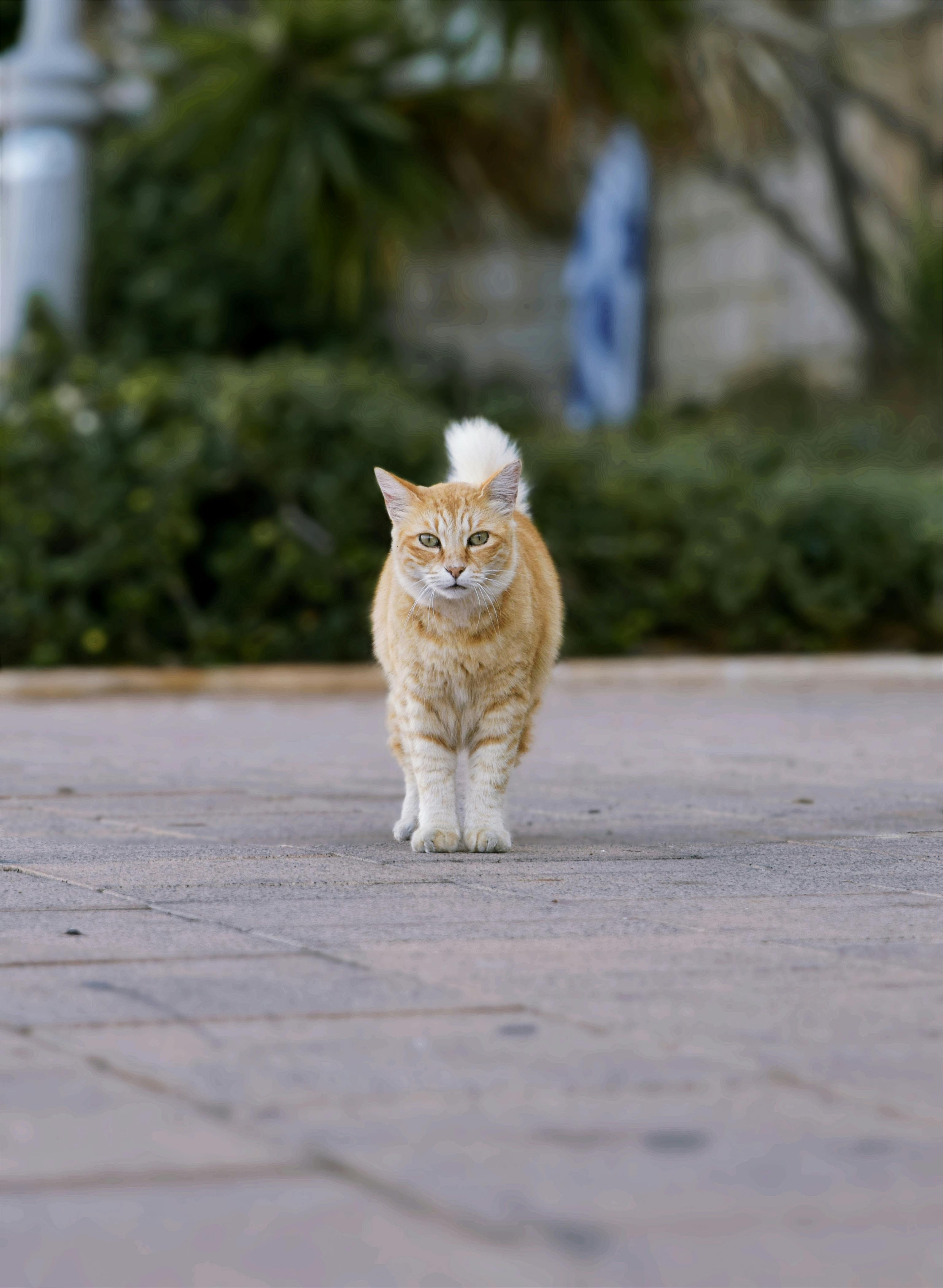 A ginger cat confidently walks along a city street, showcasing urban life.