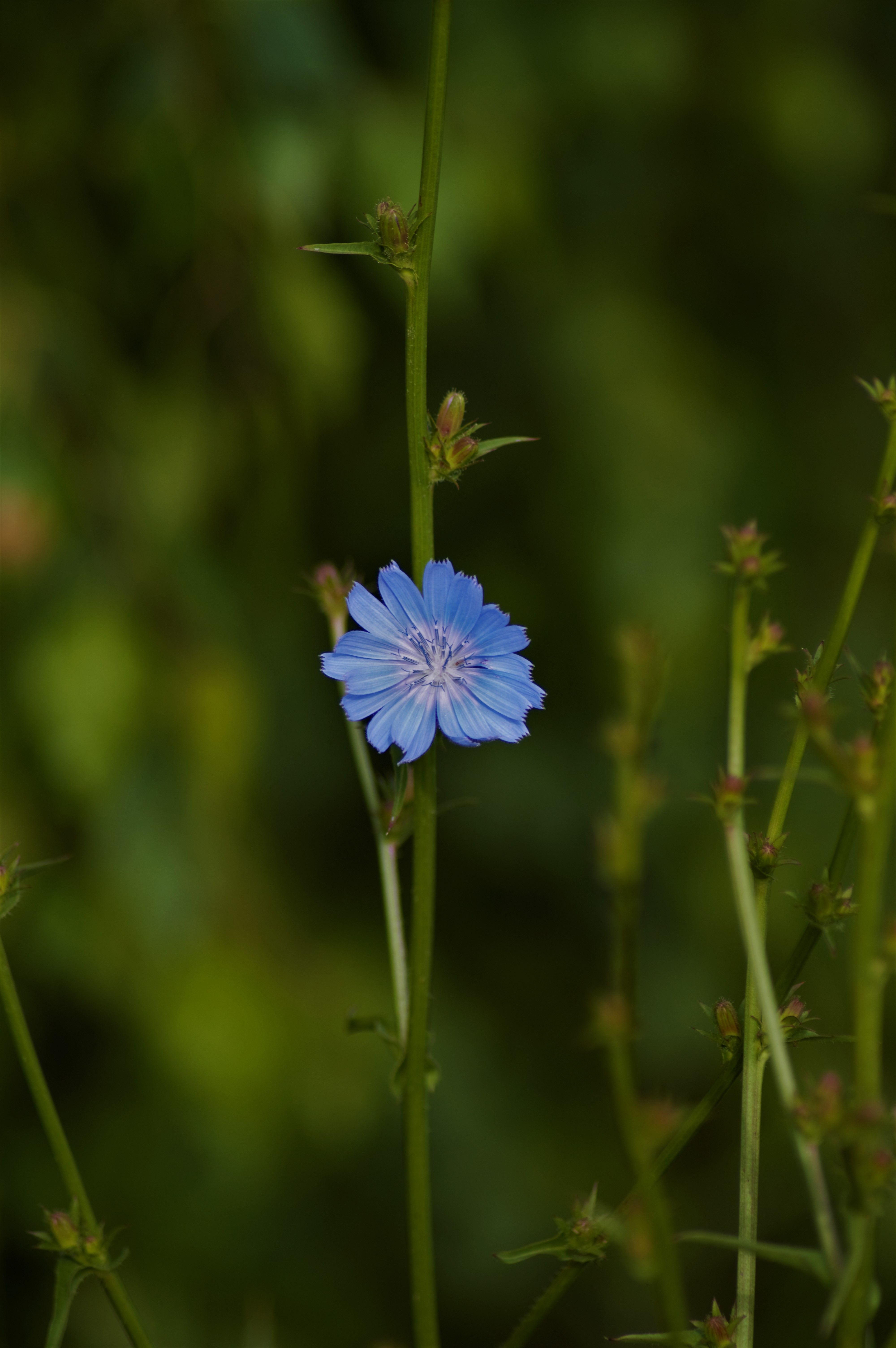 Blue Chicory Flower in Lush Green Setting · Free Stock Photo