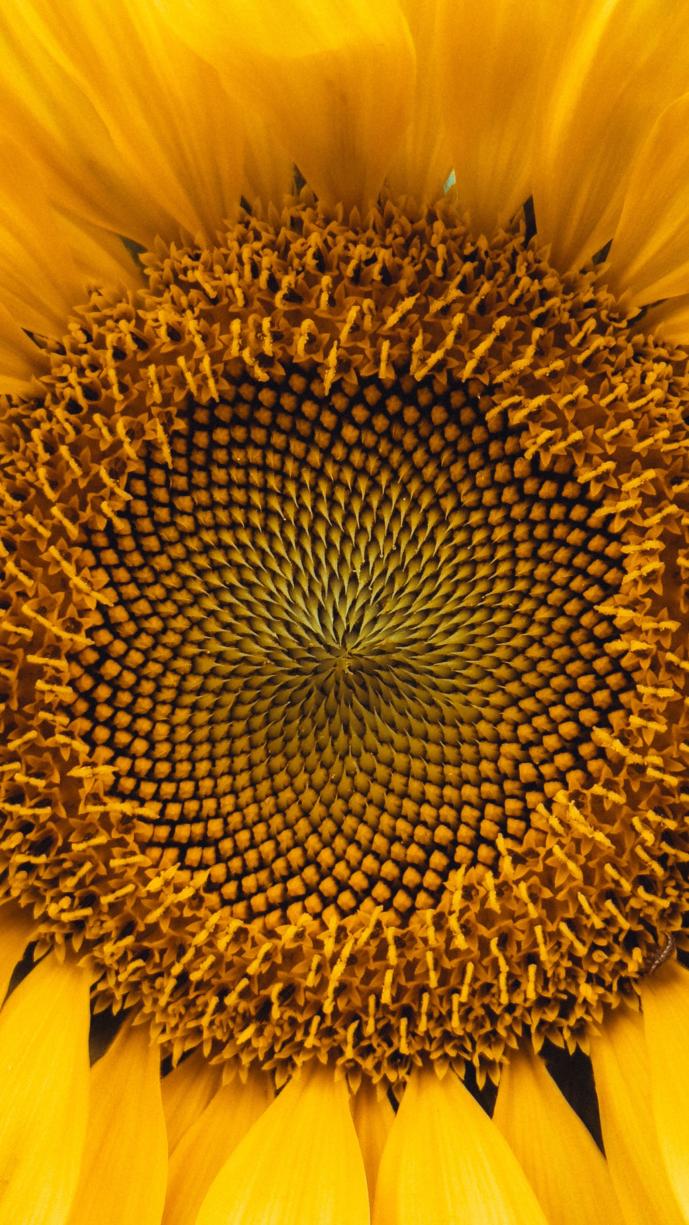 Detailed close-up of a sunflower depicting its intricate patterns and bright yellow petals.