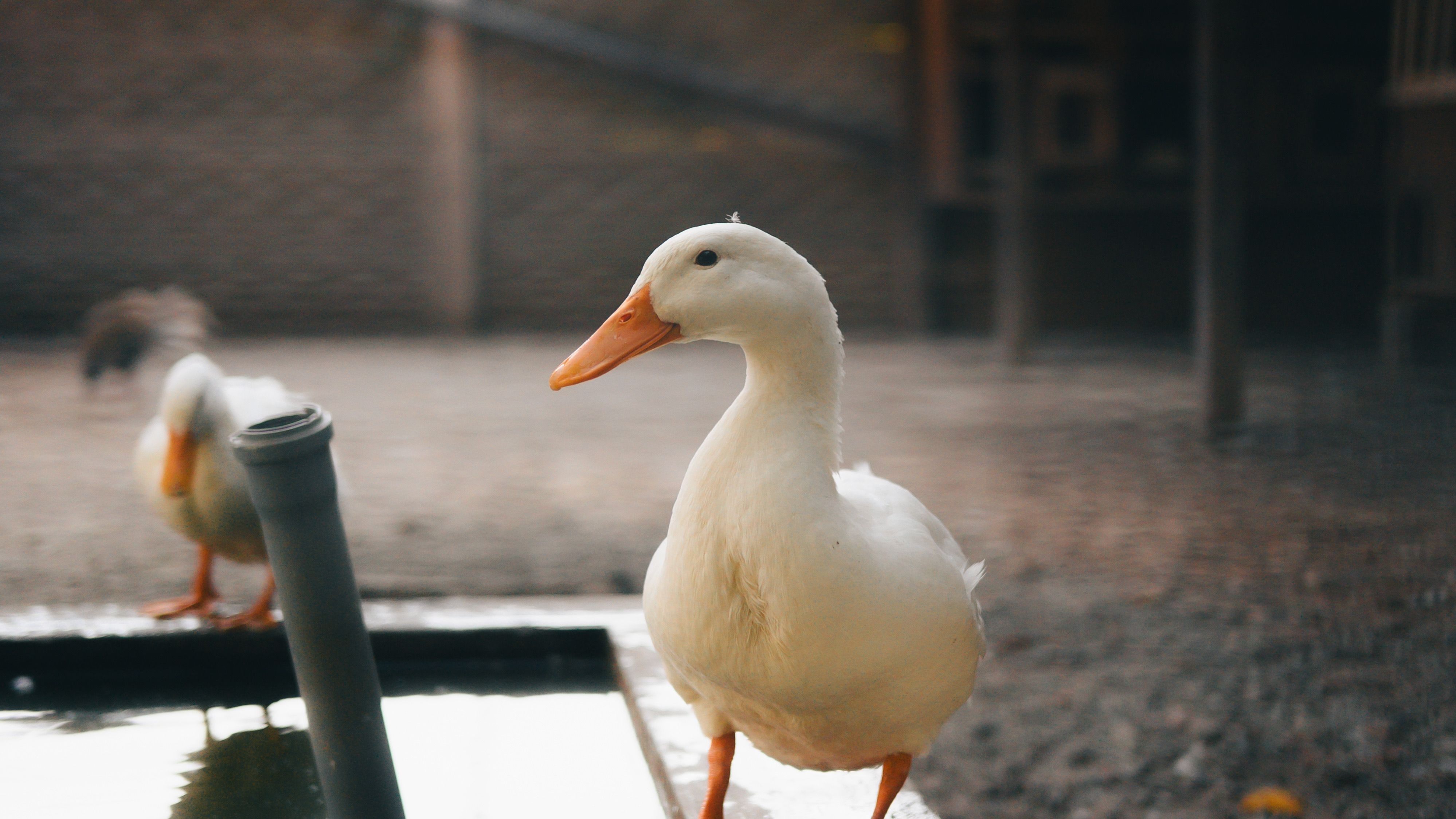 White duck on a farm near water with a blurred background, creating a serene atmosphere.
