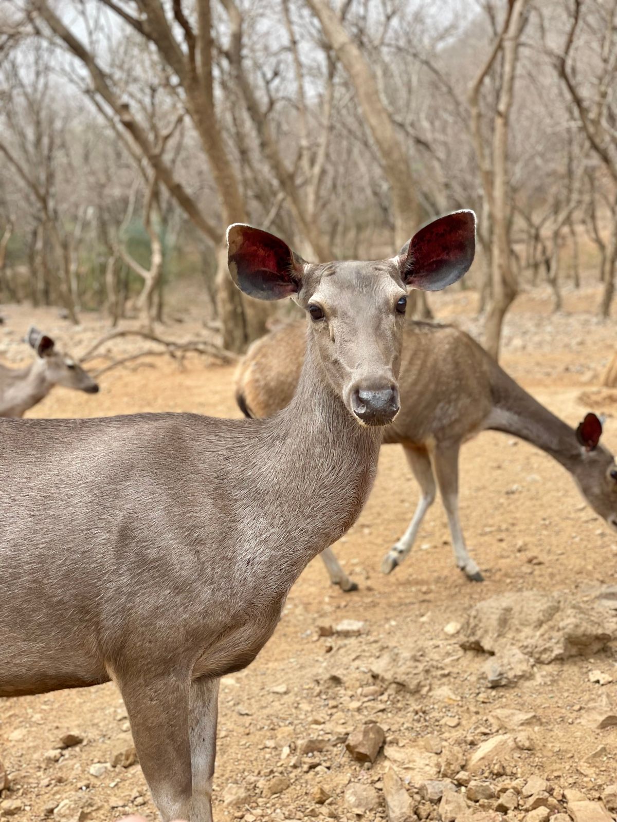 Rajasthan nature forest mein deer wildlife photography