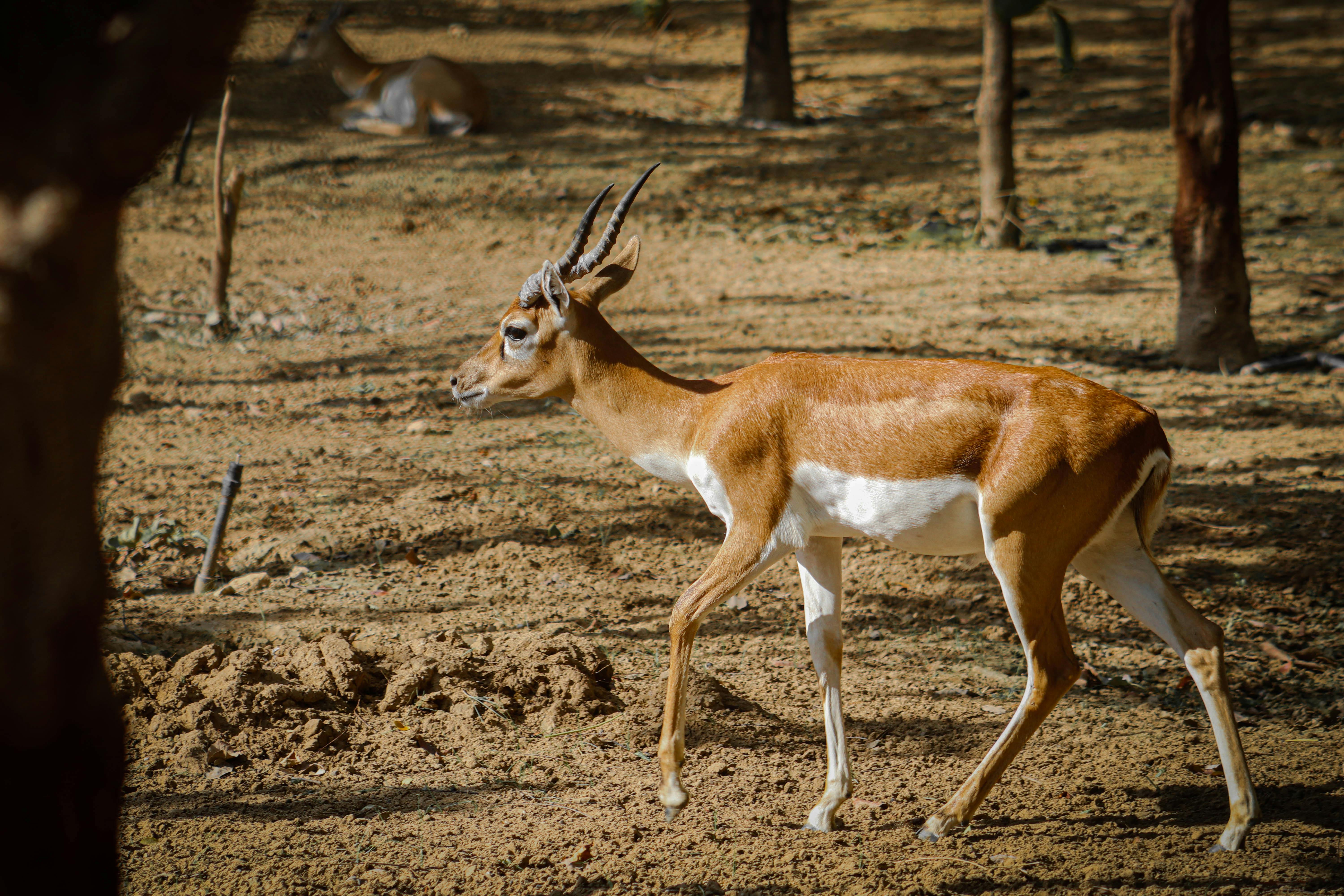 grátis Um antílope antílope caminha graciosamente em um terreno seco e arborizado durante o dia, exibindo seus chifres característicos. Foto profissional